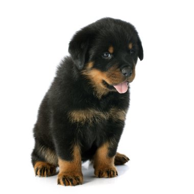 yavru rottweiler