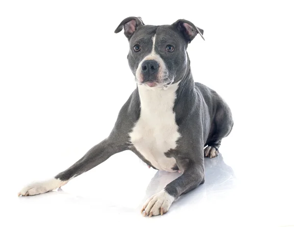 Amerikanischer Staffordshire Terrier — Stockfoto