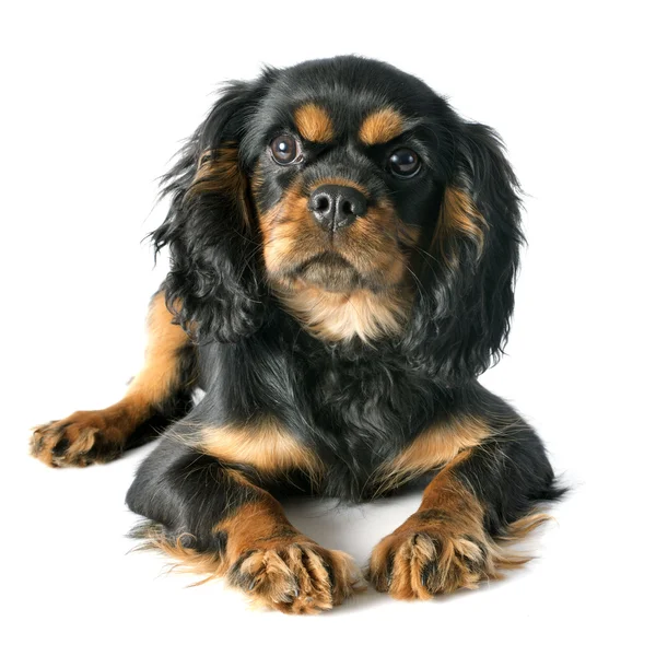 Puppy cavalier koning Charles — Stockfoto