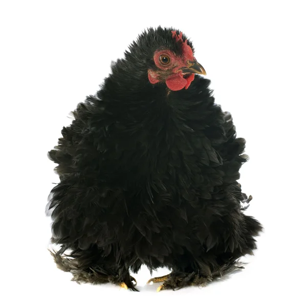 Пекинская курица — стоковое фото