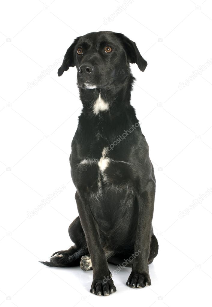 mestiço com labrador