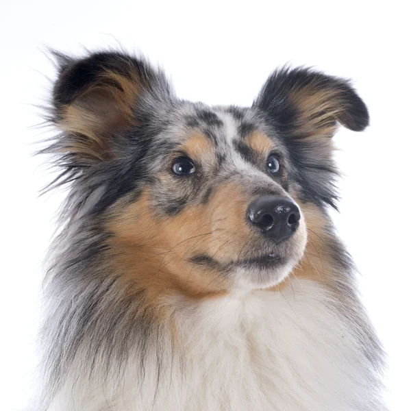Cão shetland — Fotografia de Stock