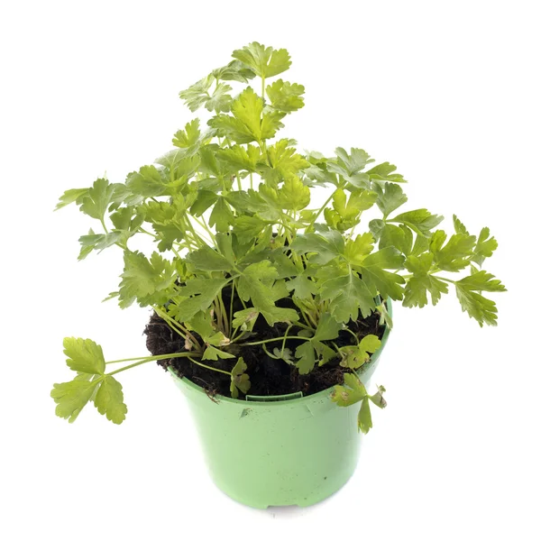 Parsley in pot — Stock Photo, Image