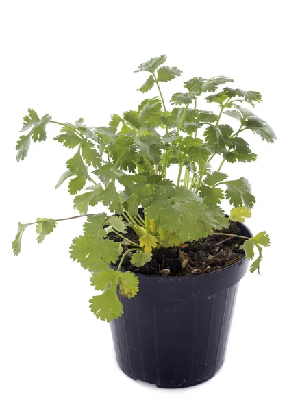 Cilantro —  Fotos de Stock