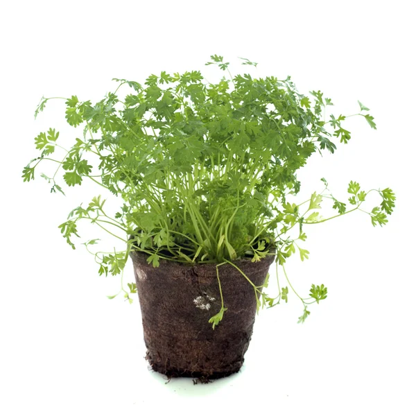 Chervil. —  Fotos de Stock