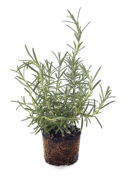 Rosemary Royalty Free Stock Photos