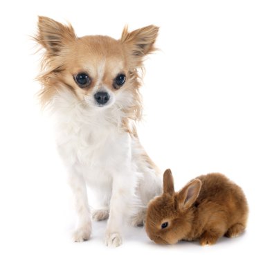 Genç tavşan ve chihuahua