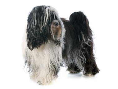 Tibet terrier