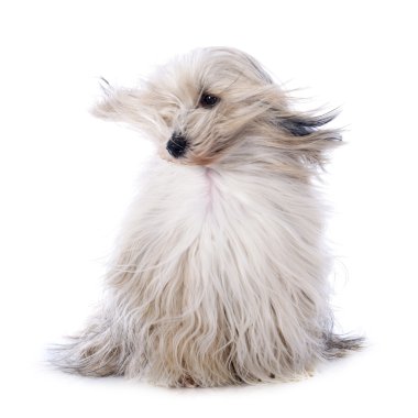 Tibet terrier