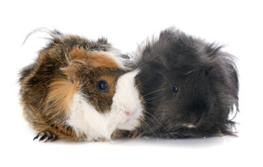 guineal domuzlar