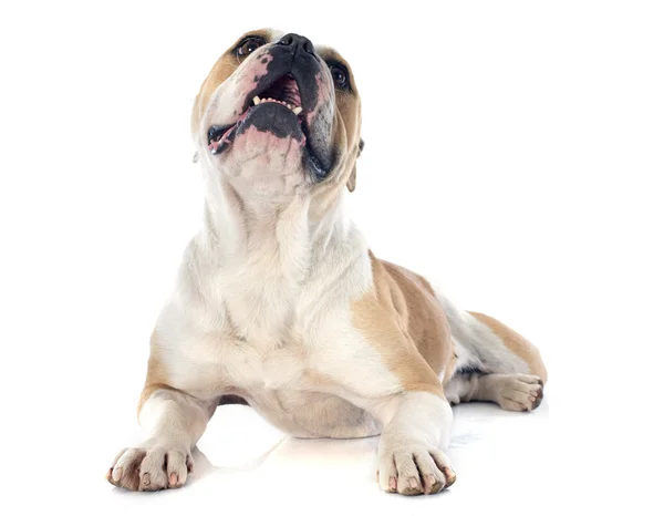 Engelse Bulldog — Stockfoto