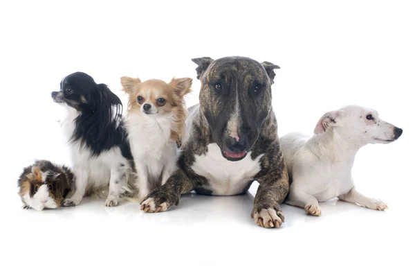 Dogs and guinea pig — Stock Photo, Image