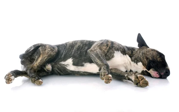 Sleeping bull terrier — Stock Photo, Image