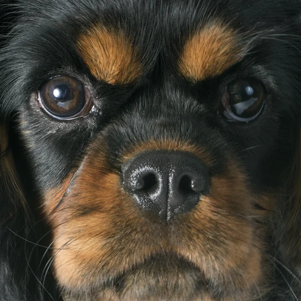 Puppy cavalier king charles — Stock Image Puppy cavalier king charles Stock Image