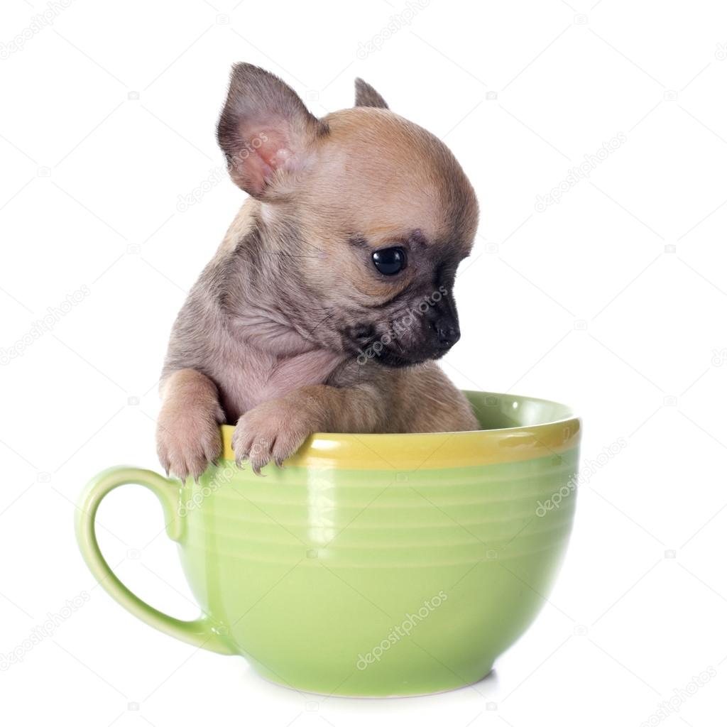 puppy chihuahua in cup