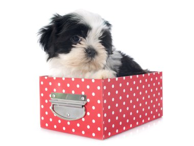 köpek yavrusu shitzu