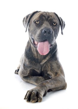 İtalyan mastiff