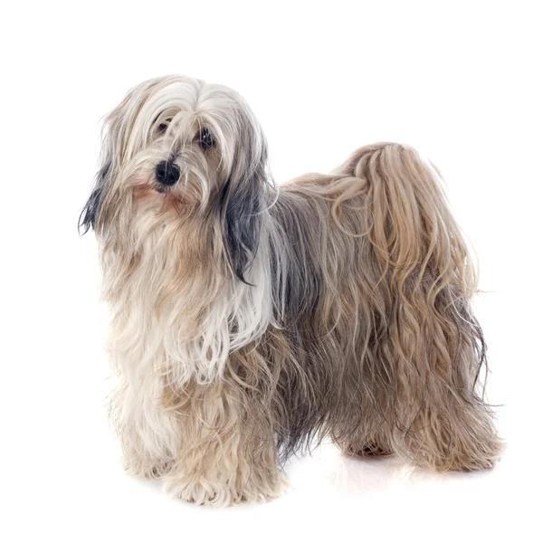 Tibetan terrier — Stock Photo, Image