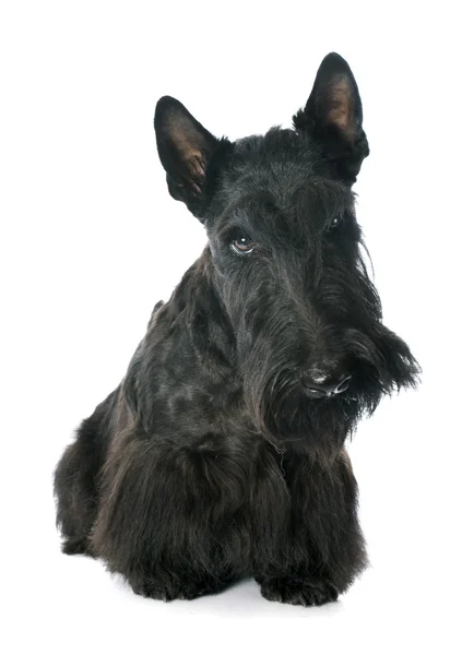 Scottish Terrier — Stock Photo, Image
