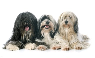 üç Tibet terrier