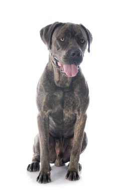İtalyan mastiff