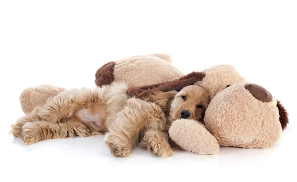 Puppy cocker spaniel and toy — Stock Photo, Image