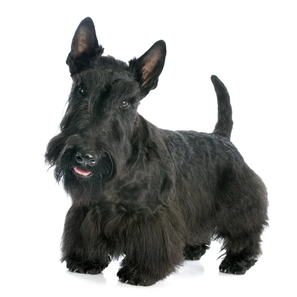 Scottish Terrier — Stock Photo, Image