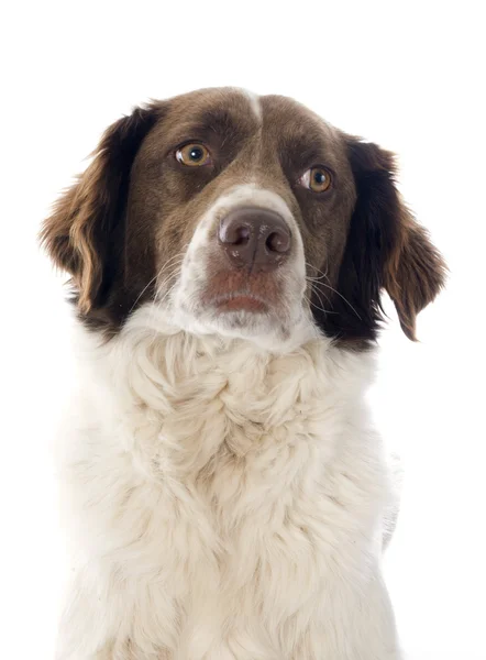 Spaniel francese — Foto Stock