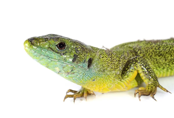 Lacerta Bilineata — Stock Photo, Image