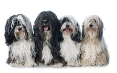 dört Tibet terrier