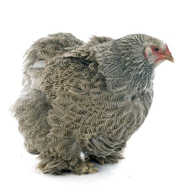 Brahma tavuk