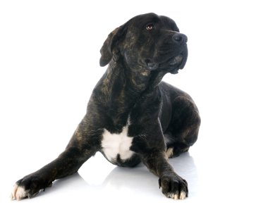 İtalyan mastiff