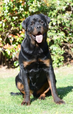 Rottweiler