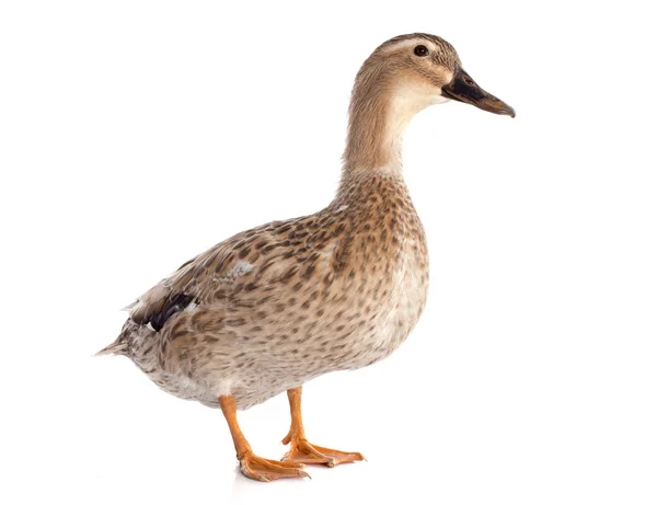 Female duck — Stock Photo, Image