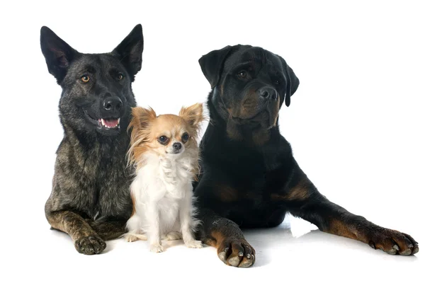 Three dogs — Stock Photo, Image