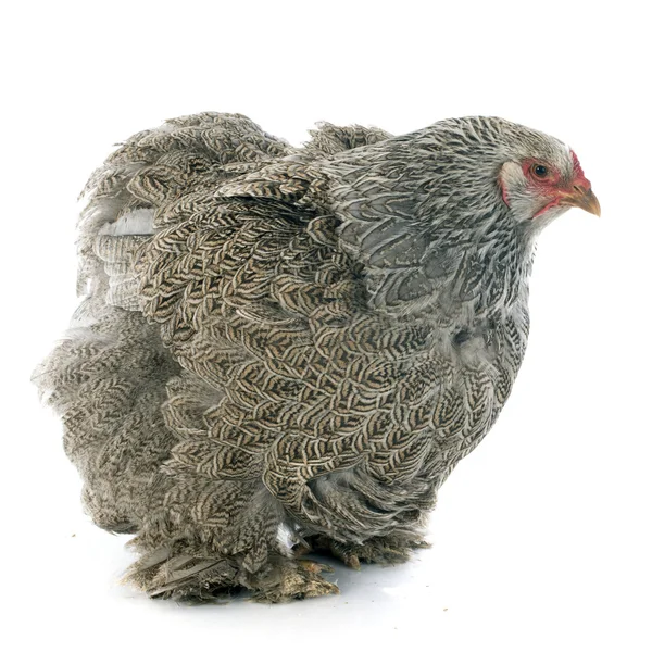 Brahma chicken — Stock Photo, Image