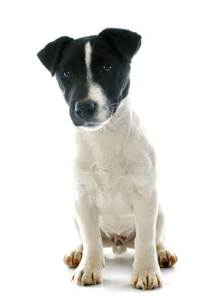 子犬のジャック ラッセル テリア — ストック写真