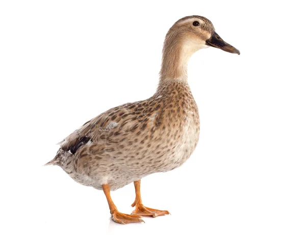 Female duck Stock Photo