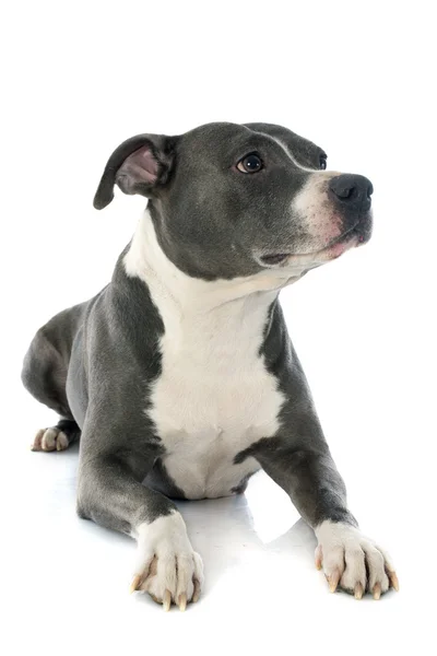 American staffordshire terrier Royalty Free Stock Photos