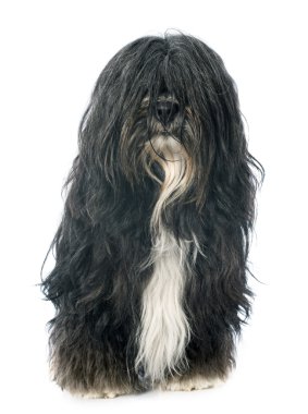 Tibet terrier