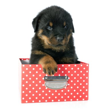 yavru rottweiler
