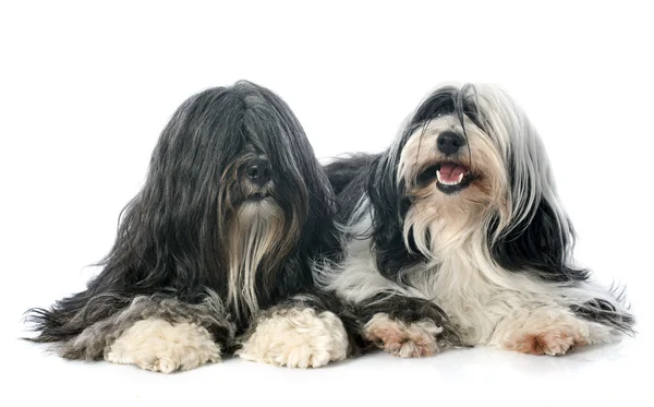 Terrier tibetano — Foto Stock