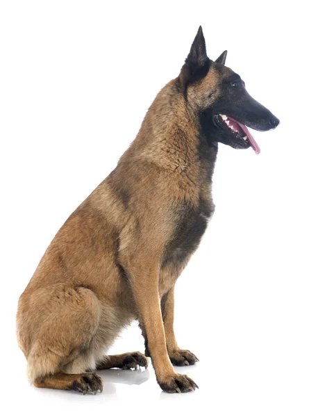 Belgian shepherd — Stock Photo, Image