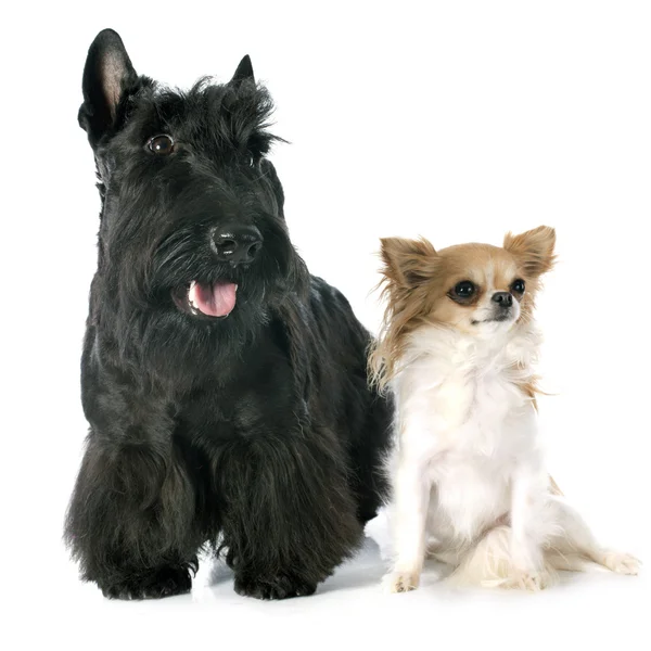 Scottish Terrier and chihuahua — Stock Photo, Image