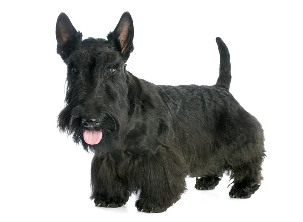 Schottischer Terrier — Stockfoto