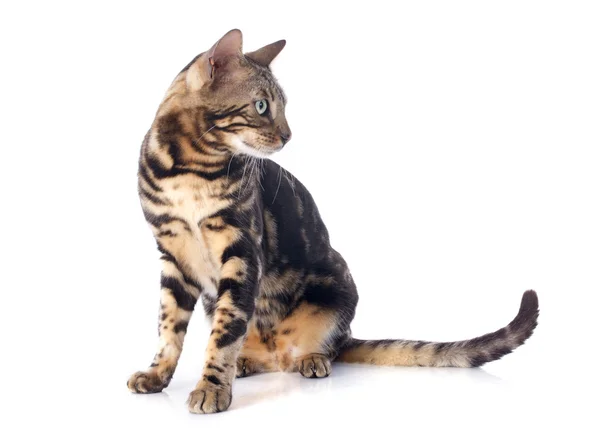 벵골 고양이 — 스톡 사진