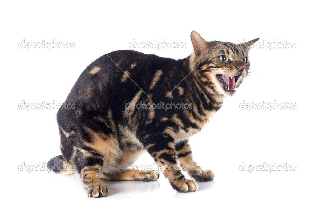 Chat Qui Miaule Bengal Photographie Cynoclub 44343447