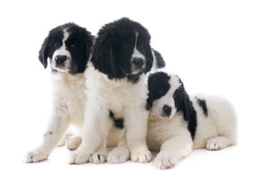 Landseer kukla