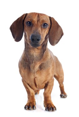 Dachshund Köpek