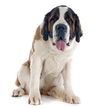 Saint bernard